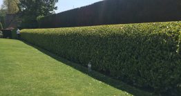 Tuinonderhoud 6